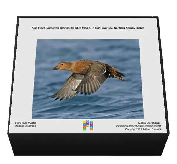 King Eider (Somateria spectabilis) adult female, in flight over sea, Northern Norway, march