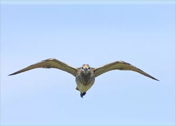 Whimbrel (Numenius phaeopus) adult, in flight, Mainland, Shetland Islands, Scotland