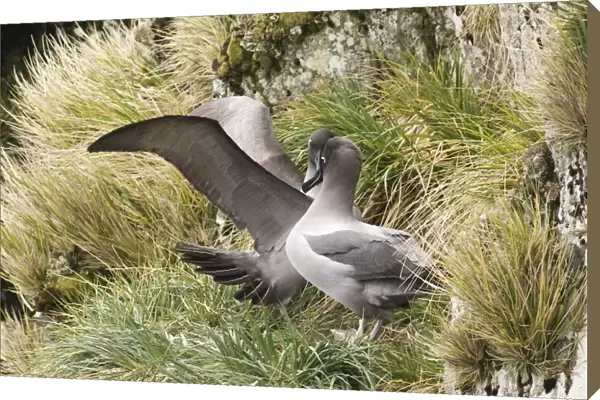 Light-mantled Sooty Albatross (Diomedea palpebrata) adult pair, displaying, South Georgia, october
