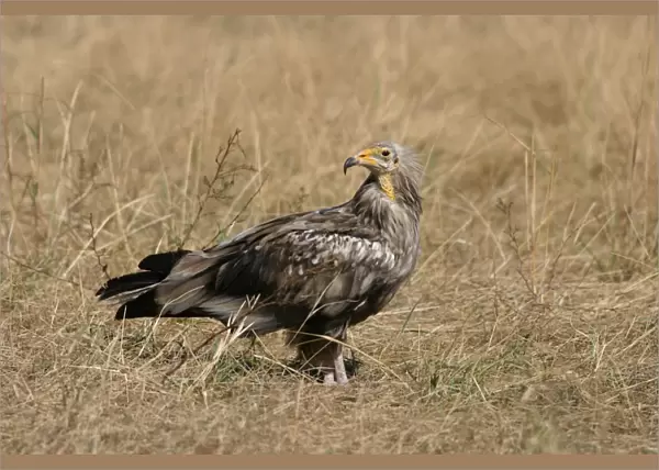 Egyptian Vulture (Neophron percnopterus) immature, standing in grass, Kenya