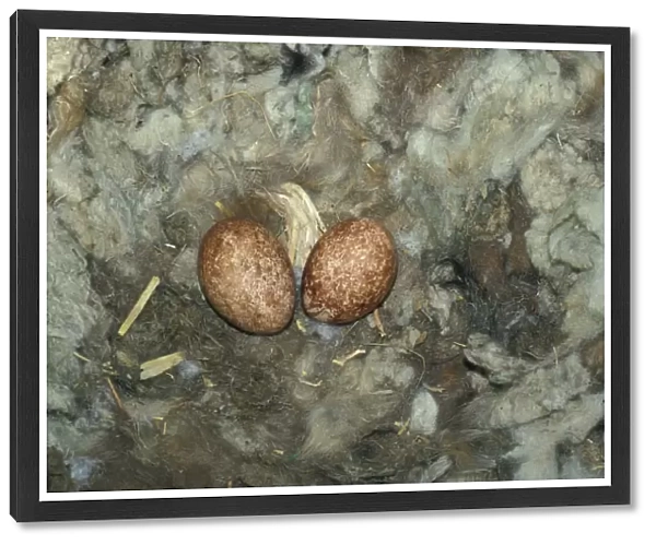Egyptian Vulture (Neophron percnopterus Two eggs / Spain)