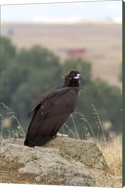Eurasian Black Vulture (Aegypius monachus) juvenile, standing on rock in steppes, Extremadura, Spain, september