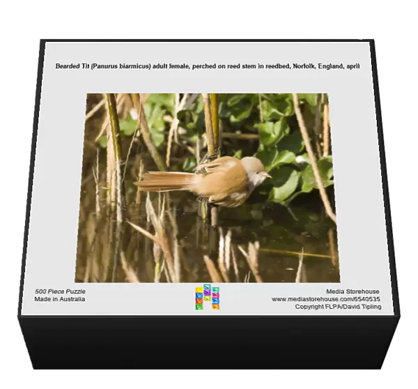 Bearded Tit (Panurus biarmicus) adult female, perched on reed stem in reedbed, Norfolk, England, april