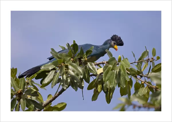 Great Blue Turaco (Corythaeola cristata) adult, perched on branch in fruiting tree, Bigodi Wetland Sanctuary, Uganda