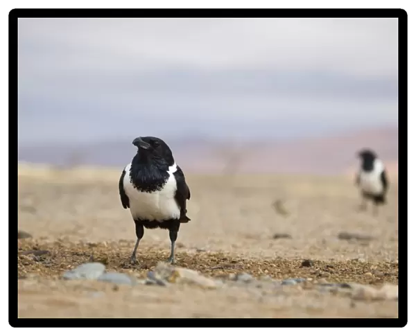 Pied Crow (Corvus albus) two adults, standing in desert, Sossusvlei, Namib-Naukluft N. P. Namib Desert, Namibia