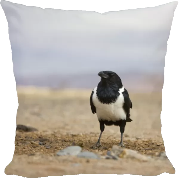 Pied Crow (Corvus albus) two adults, standing in desert, Sossusvlei, Namib-Naukluft N. P. Namib Desert, Namibia