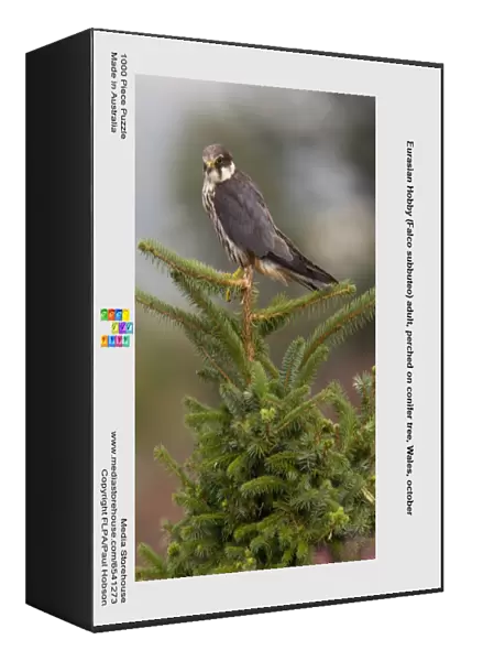 Eurasian Hobby (Falco subbuteo) adult, perched on conifer tree, Wales, october