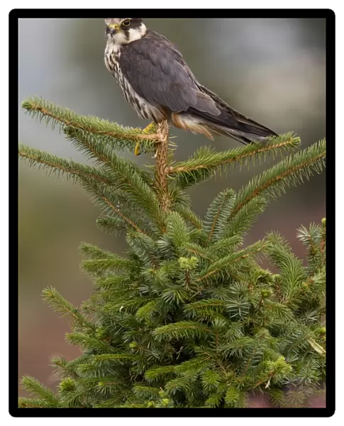 Eurasian Hobby (Falco subbuteo) adult, perched on conifer tree, Wales, october