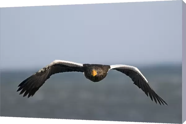 Steller's Sea-eagle (Haliaeetus pelagicus) adult, in flight, Shiretoko Peninsula, Hokkaido, Japan, winter