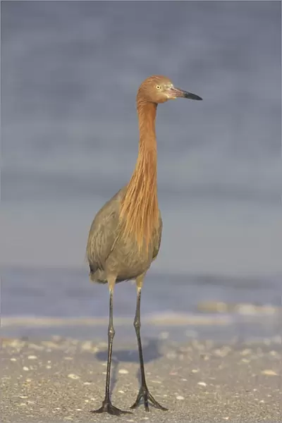 Reddish Egret (Egretta rufescens) adult, standing on shore, Fort de Soto, Florida, U. S. A