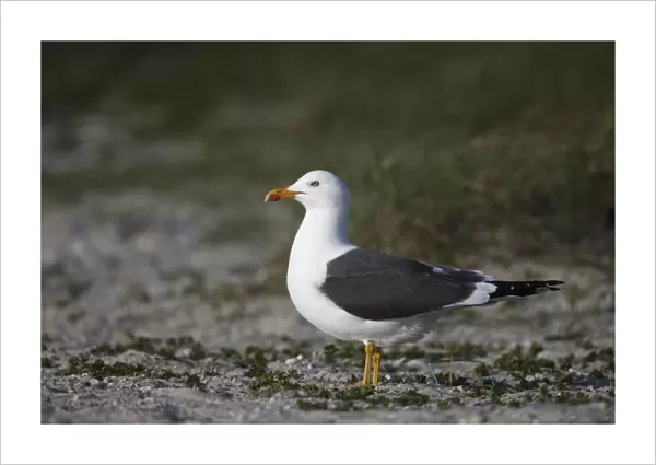 Lesser Black-backed Gull (Larus fuscus) adult, summer plumage, standing on beach, Heligoland, Schleswig-Holstein, Germany, may