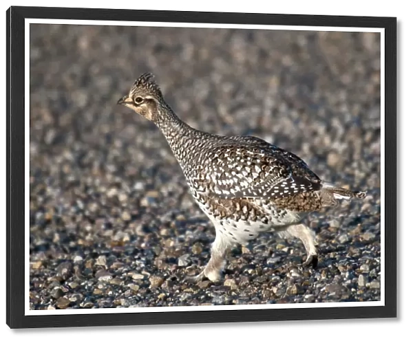 Sharp-tailed Grouse (Tympanuchus phasianellus) adult, walking on gravel in shortgrass prairie, West Bloc, Grasslands N. P. Southern Saskatchewan, Canada, october