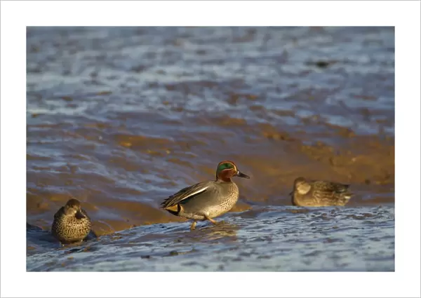 Common Teal (Anas crecca) adult male and females, walking on mudflats, Norfolk, England, january