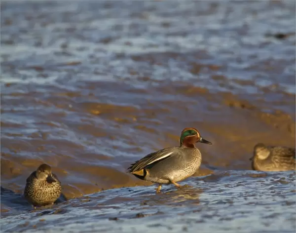 Common Teal (Anas crecca) adult male and females, walking on mudflats, Norfolk, England, january