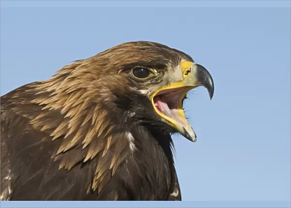 Golden Eagle (Aquila chrysaetos) adult, calling, close-up of head, Kazakh hunters captive bird, Altai Mountains, Bayan-Ulgii, Western Mongolia, october