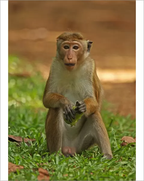 Toque Macaque (Macaca sinica) adult, feeding on fruit, sitting on ground, Sri Lanka, december