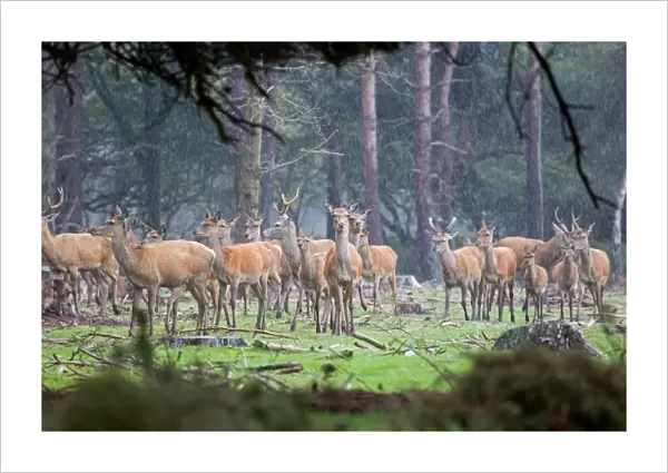 Red Deer (Cervus elaphus) stags, hinds and calves, herd in rain, during rutting season, Minsmere RSPB Reserve, Suffolk, England, october