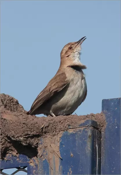 Rufous Hornero (Furnarius rufus) adult, singing, perched on foundations of mud nest, Vicente Lopez, Buenos Aires Province, Argentina, september