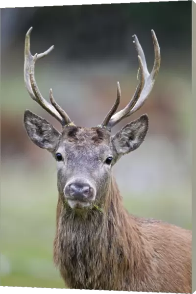 Red Deer (Cervus elaphus) stag, close-up of head, during rutting season, Minsmere RSPB Reserve, Suffolk, England, october
