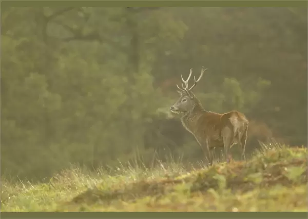 Red Deer (Cervus elaphus) stag, breath condensing in cold air, during rutting season, Bradgate Park, Leicestershire, England, november