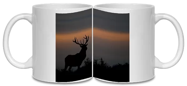 Red Deer (Cervus elaphus) stag, silhouetted at sunset, during rutting season, Bradgate Park, Leicestershire, England, november