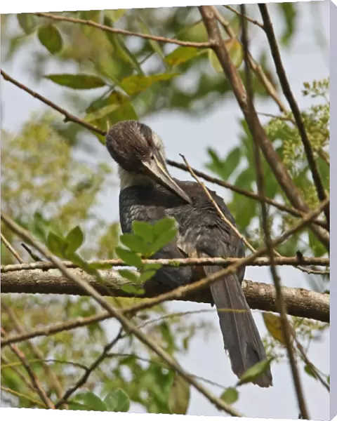 Sri Lanka Grey Hornbill (Ocyceros gingalensis) adult female, preening, perched on branch, Kitulgala, Sri Lanka, december