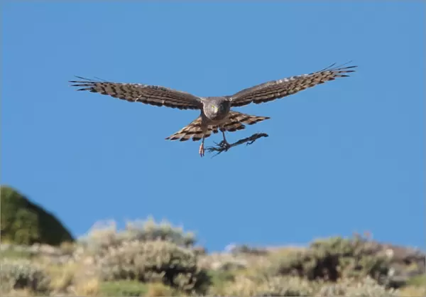 Cinereous Harrier (Circus cinereus) adult female, in flight, carrying nesting material to pass to male in aerial display, Estancia Angostura, Santa Cruz, Argentina, november