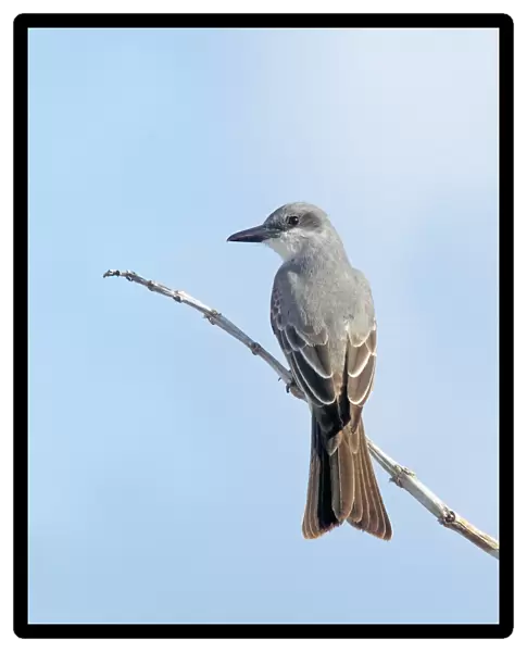 Grey Kingbird (Tyrannus dominicensis) adult, perched on stem, Providenciales, Caicos Islands, Turks and Caicos Islands