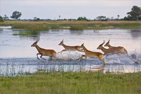 Red Lechwe (Kobus leche leche) adult and immature males, herd running and jumping in wetland habitat, Okavango Delta, Botswana