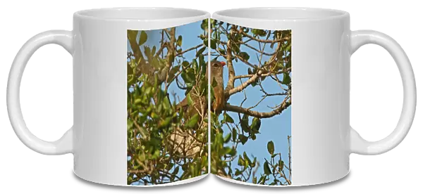 Sirkeer Malkoha (Phaenicophaeus leschenaultii) adult, perched in tree, Bundala N. P. Sri Lanka, december