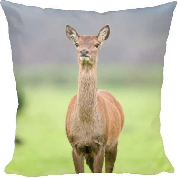 Red Deer (Cervus elaphus) hind, standing alert, Minsmere RSPB Reserve, Suffolk, England, october