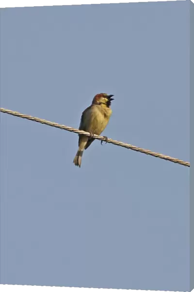 Plain-backed Sparrow (Passer flaveolus) adult male, singing, perched on overhead powerline, Thailand, february
