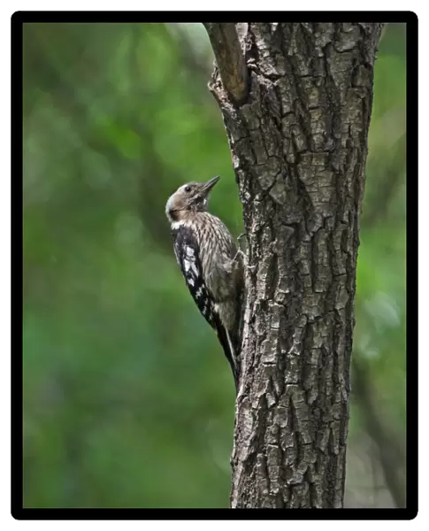 Grey-capped Pygmy Woodpecker (Yungipicus canicapillus scintilliceps) adult female, clinging to tree trunk, Beidaihe, Hebei, China, may