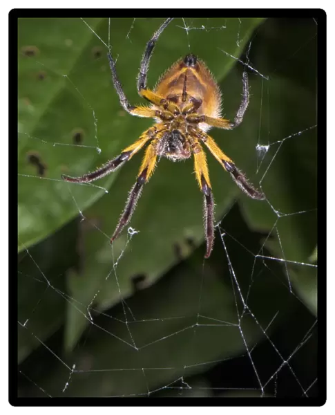 Orb-weaver Spider (Araneidae sp. ) adult female, resting on web, Los Amigos Biological Station, Madre de Dios, Amazonia, Peru