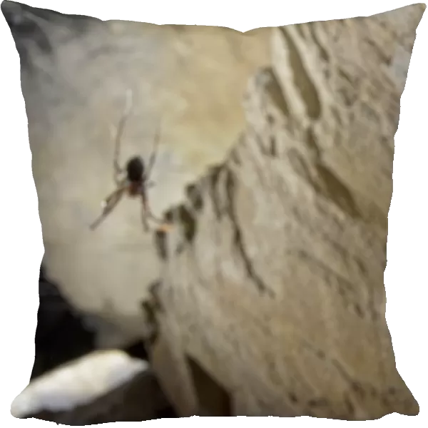 European Cave Spider (Meta menardi) egg cocoon with spiderlings ready to hatch inside, hanging in cave, with adult female in background, Italy, january
