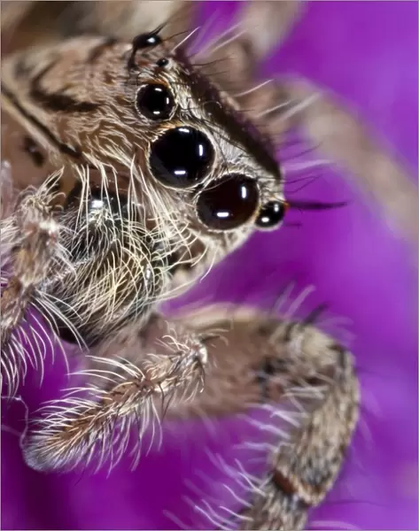 Heavy Jumping Spider (Hyllus sp. ) adult female, close-up of face, Banfora, Comoe Province, Burkina Faso