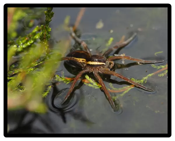 Raft Spider (Dolomedes fimbriatus) adult, on surface of water at edge of boggy pool, Whixall Moss National Nature Reserve, Shropshire, England, june