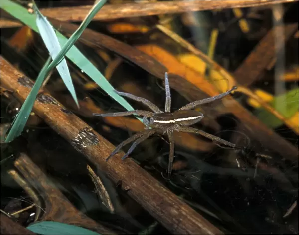 Fen Raft Spider (Dolomedes plantarius) Striped male - Redgrave & Lopham Fen - Suffolk W. T