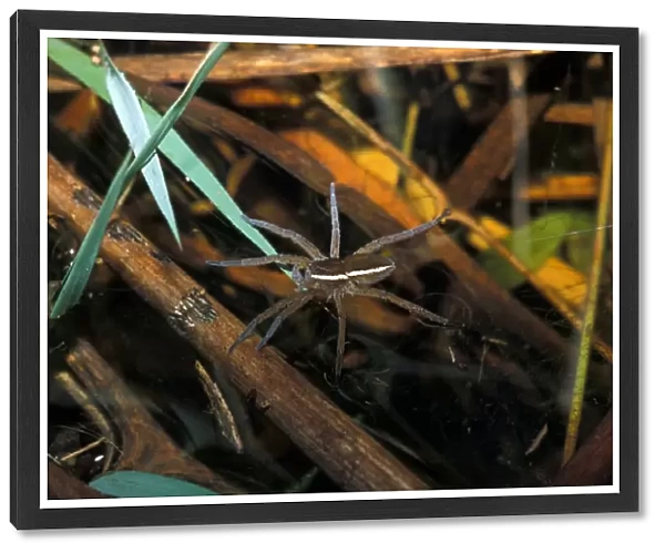 Fen Raft Spider (Dolomedes plantarius) Striped male - Redgrave & Lopham Fen - Suffolk W. T