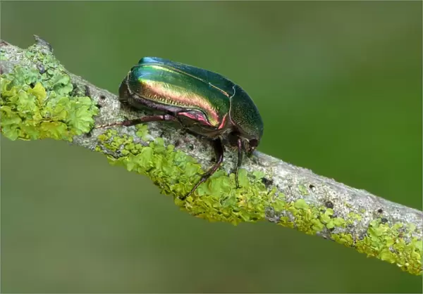 Rose-chafer (Cetonia aurata) adult, resting on lichen covered twig, Cannobina Valley, Piedmont, Northern Italy, july
