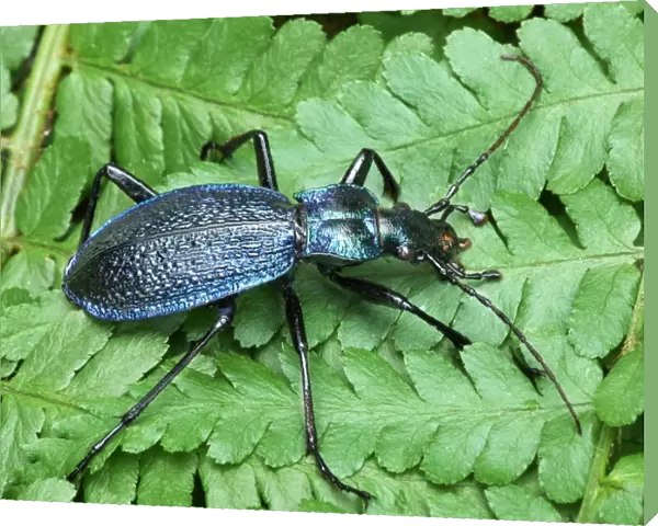 Blue Ground Beetle (Carabus intricatus) adult, resting on fern fronds, Cannobina Valley, Piedmont, Northern Italy, july