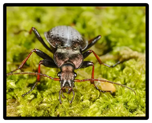 Ground Beetle (Carabus linnei) adult, standing on moss, Italy, june