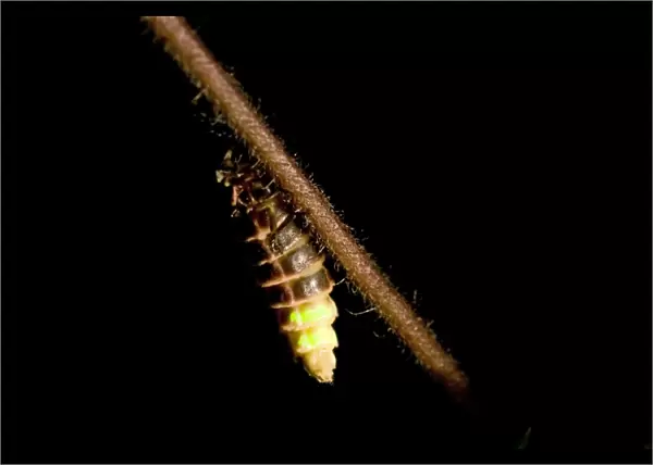 Common Glow-worm (Lampyris noctiluca) adult female, glowing, displaying bioluminescence at night, England, july