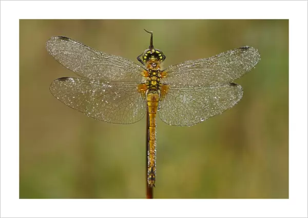 Black Darter (Sympetrum danae) adult female, covered with dew, Powys, Wales, august