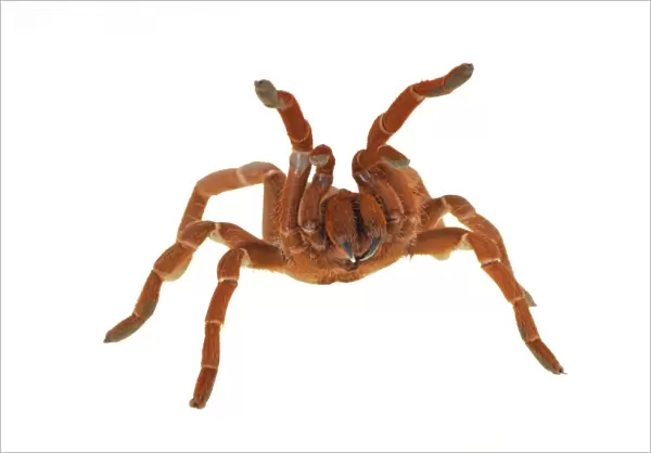 King Baboon Spider (Citharischius crawshayi) adult, in defensive posture