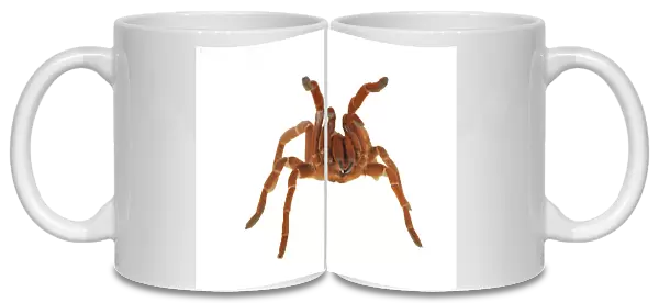 King Baboon Spider (Citharischius crawshayi) adult, in defensive posture