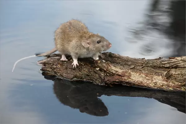 Brown Rat (Rattus norvegicus) adult, standing on log in water, England, august (captive)