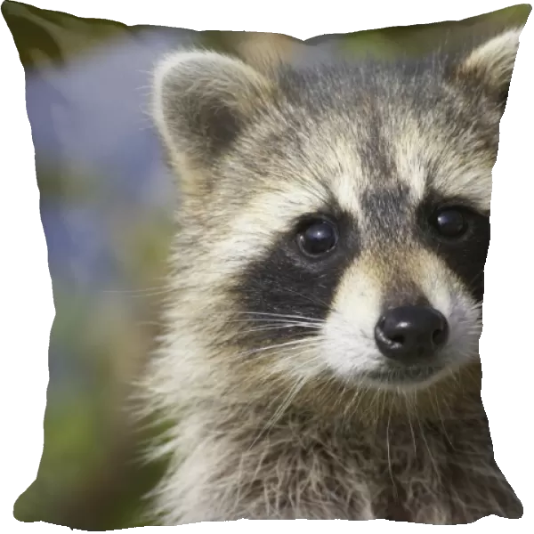 Common Raccoon (Procyon lotor) adult, close-up of head, Ding Darling N. W. R. Florida, U. S. A
