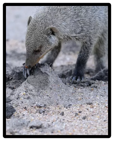 Banded Mongoose (Mungos mungo) adult, digging for food, Masai Mara, Kenya