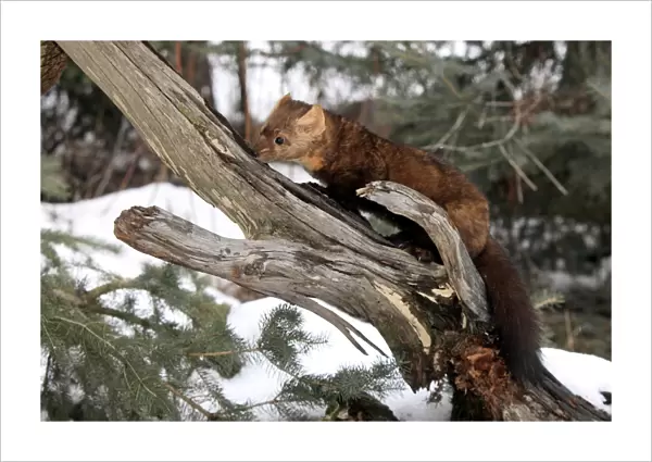 American Marten (Martes americana) adult, foraging on branch in snow, Montana, U. S. A. winter (captive)